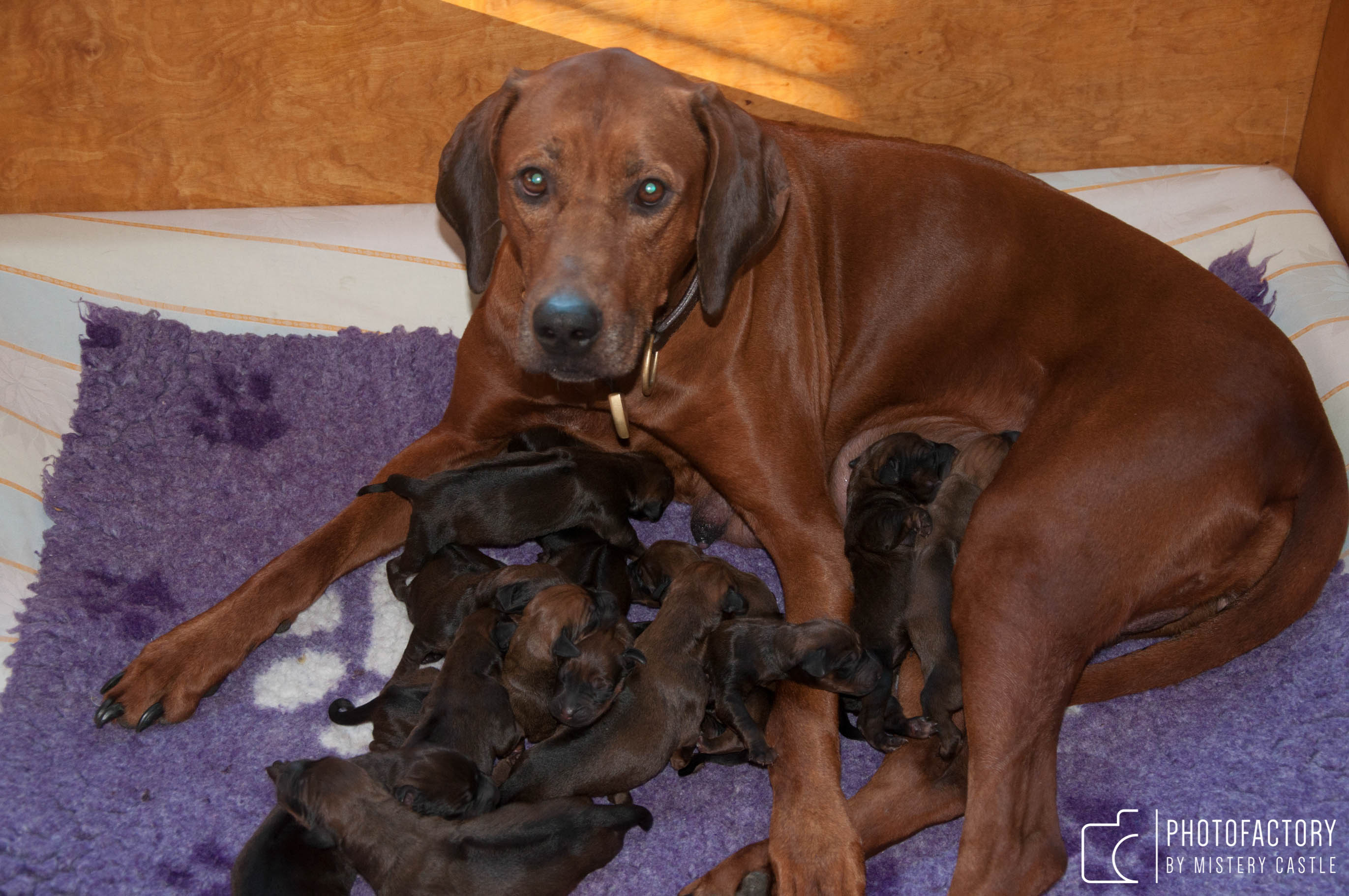 T Litter
