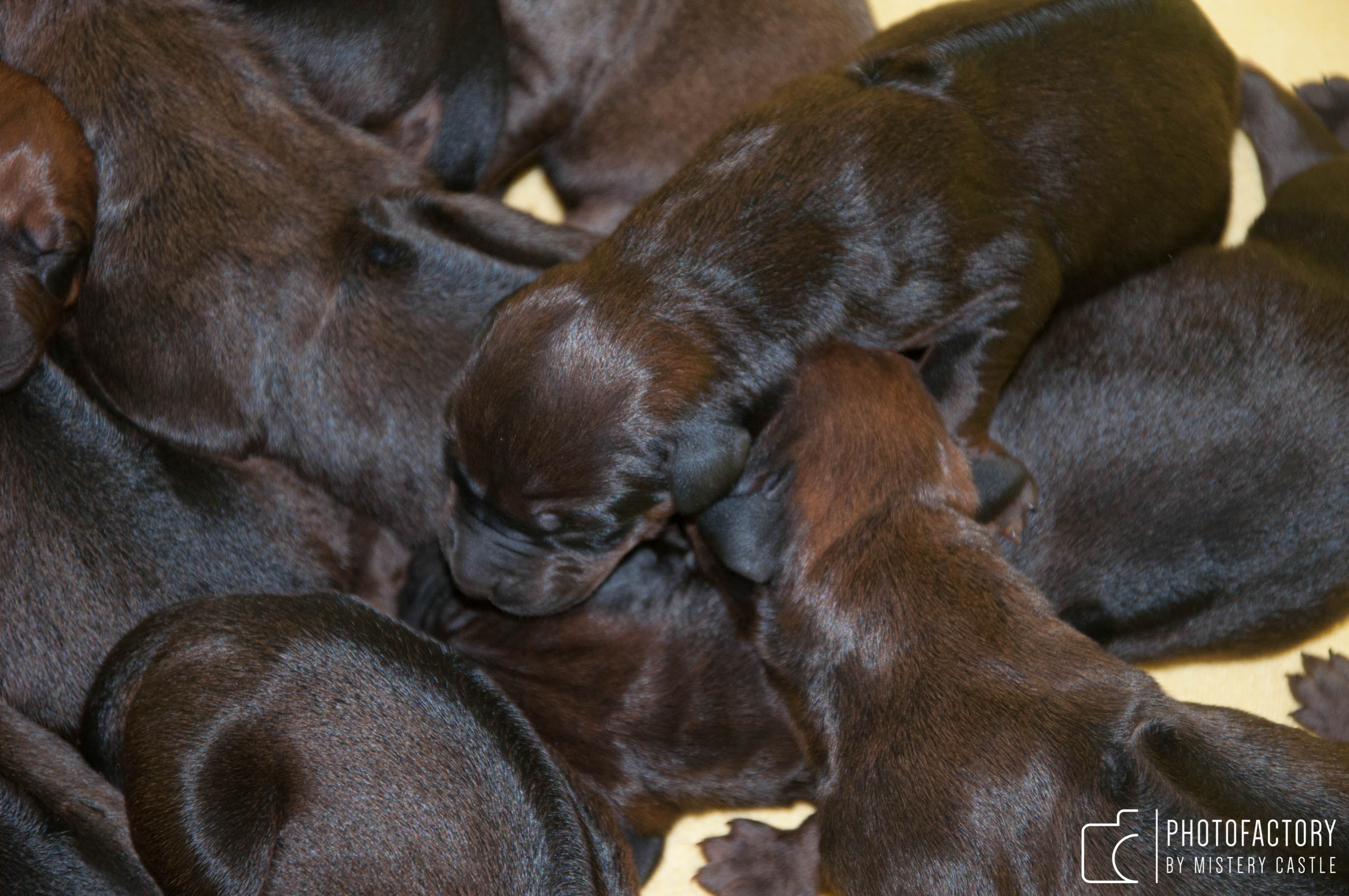 T Litter