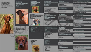 Pedigree
